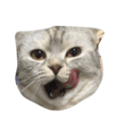 ねこのちゃこ。（個別スタンプ：1）