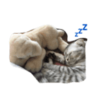 ねこのちゃこ。（個別スタンプ：4）