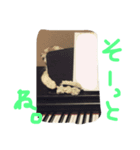 ねこのちゃこ。（個別スタンプ：5）