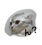 ねこのちゃこ。（個別スタンプ：7）