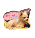 チワワのそらくん①（個別スタンプ：18）