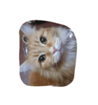 にゃんですと？（個別スタンプ：1）