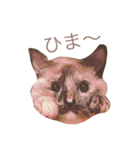 猫 不二子。。。。（個別スタンプ：6）