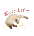 猫 不二子。。。。（個別スタンプ：7）