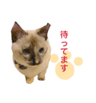 猫 不二子。。。。（個別スタンプ：12）