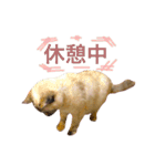 猫 不二子。。。。（個別スタンプ：20）