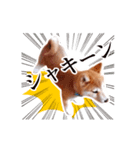 動く！しばいぬハナコ1【柴犬子犬・写真】（個別スタンプ：1）