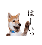 動く！しばいぬハナコ1【柴犬子犬・写真】（個別スタンプ：6）