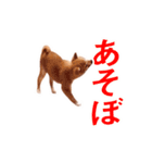 動く！しばいぬハナコ1【柴犬子犬・写真】（個別スタンプ：9）