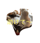 ティアにゃん（個別スタンプ：5）