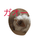 ティアにゃん（個別スタンプ：6）