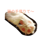 ティアにゃん（個別スタンプ：8）