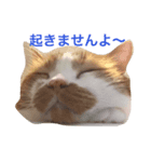 ダンゴ（個別スタンプ：1）