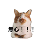 ダンゴ（個別スタンプ：2）