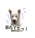 紀州犬こたろう（個別スタンプ：1）