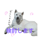 紀州犬こたろう（個別スタンプ：2）