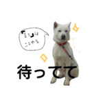 紀州犬こたろう（個別スタンプ：3）