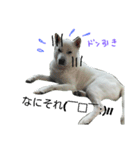 紀州犬こたろう（個別スタンプ：4）