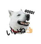 紀州犬こたろう（個別スタンプ：5）