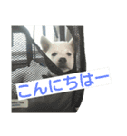 紀州犬こたろう（個別スタンプ：6）