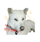 紀州犬こたろう（個別スタンプ：8）