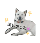 紀州犬こたろう（個別スタンプ：9）