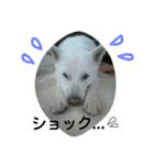 紀州犬こたろう（個別スタンプ：10）