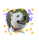 紀州犬こたろう（個別スタンプ：11）