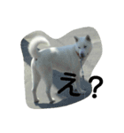 紀州犬こたろう（個別スタンプ：12）