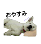 紀州犬こたろう（個別スタンプ：13）