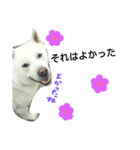 紀州犬こたろう（個別スタンプ：16）