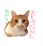 ふてこい茶トラ「らおスタンプ」（個別スタンプ：1）