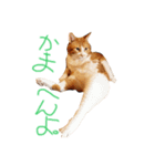 ふてこい茶トラ「らおスタンプ」（個別スタンプ：3）