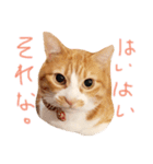 ふてこい茶トラ「らおスタンプ」（個別スタンプ：4）