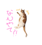ふてこい茶トラ「らおスタンプ」（個別スタンプ：5）