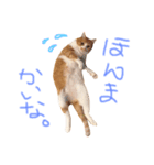 ふてこい茶トラ「らおスタンプ」（個別スタンプ：6）