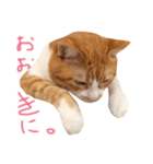 ふてこい茶トラ「らおスタンプ」（個別スタンプ：7）