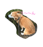 every day corgi（個別スタンプ：1）