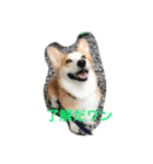every day corgi（個別スタンプ：2）