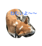 every day corgi（個別スタンプ：3）