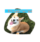 every day corgi（個別スタンプ：4）