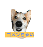every day corgi（個別スタンプ：5）