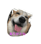 every day corgi（個別スタンプ：6）