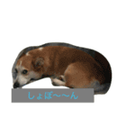 every day corgi（個別スタンプ：7）