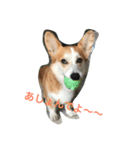 every day corgi（個別スタンプ：8）