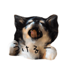 ダックス＆チワワ（個別スタンプ：16）