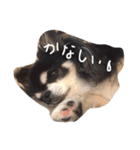ダックス＆チワワ（個別スタンプ：18）