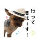 ヨークシャテリア 華ちゃん♡（個別スタンプ：3）