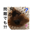 ヨークシャテリア 華ちゃん♡（個別スタンプ：4）