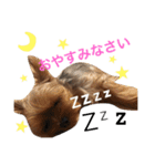 ヨークシャテリア 華ちゃん♡（個別スタンプ：7）